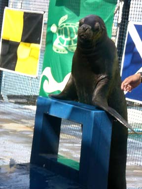 resizedsealion.jpg