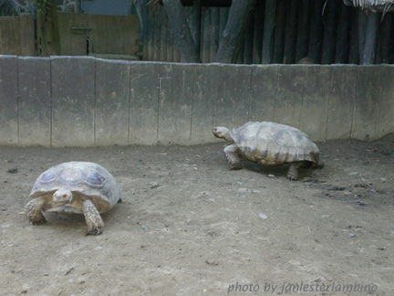 Photo by Jan Lester Z. Lambino