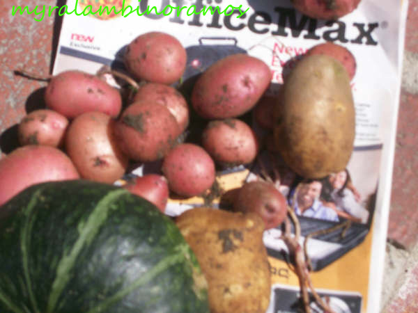 b.mommy'sFIRST HARVEST