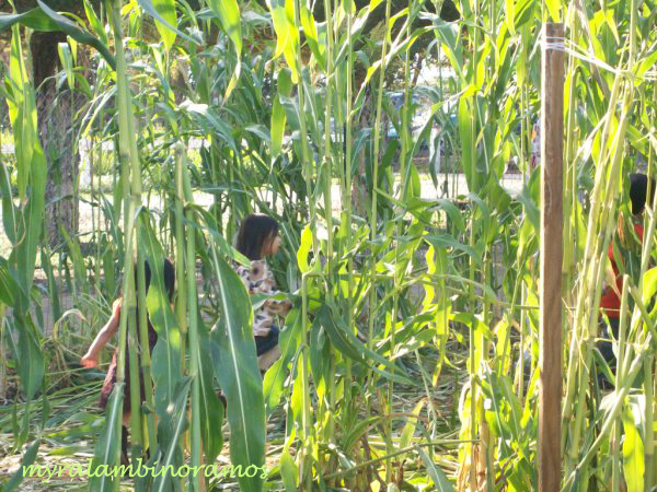 Photo by Myra Lambino-Ramos, Faukner Pumpkin Patch, Oct. 2009