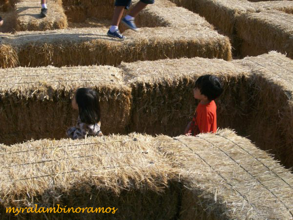 a.maze.FAUKNER PUMPKIN PATCH 2009