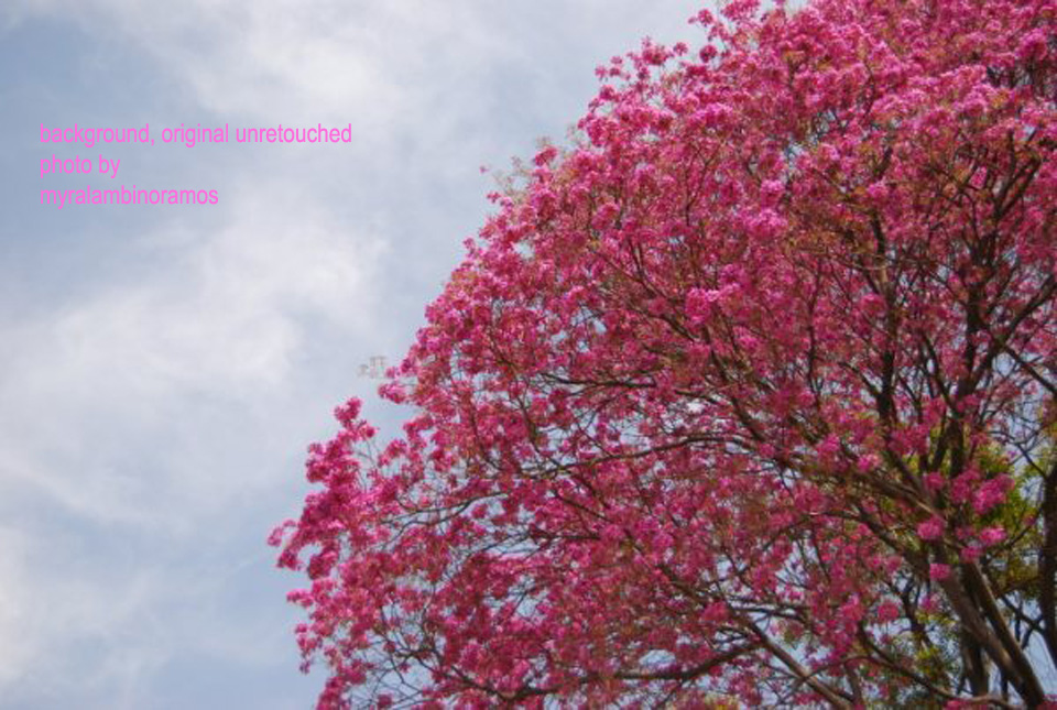 pinktree
