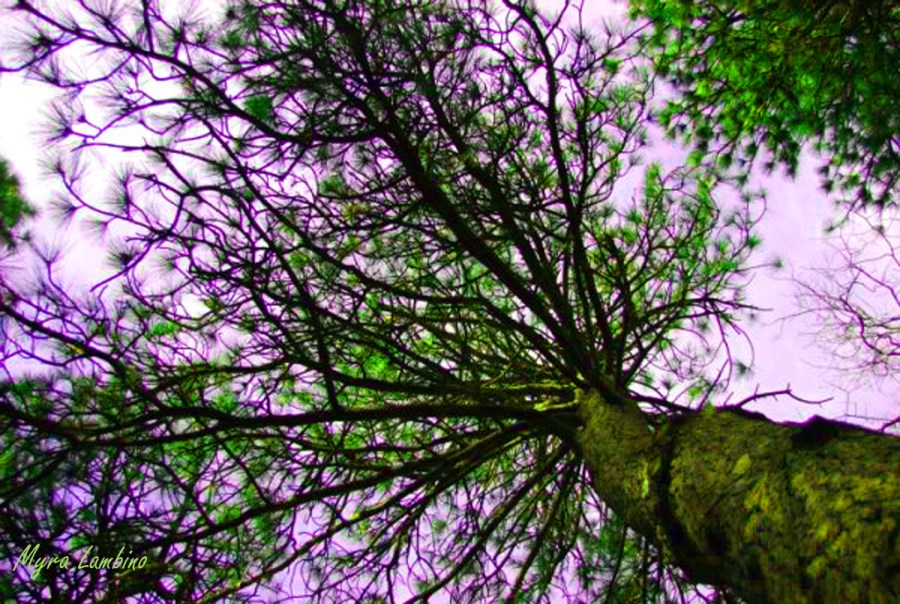 Myra.bigbearmountain