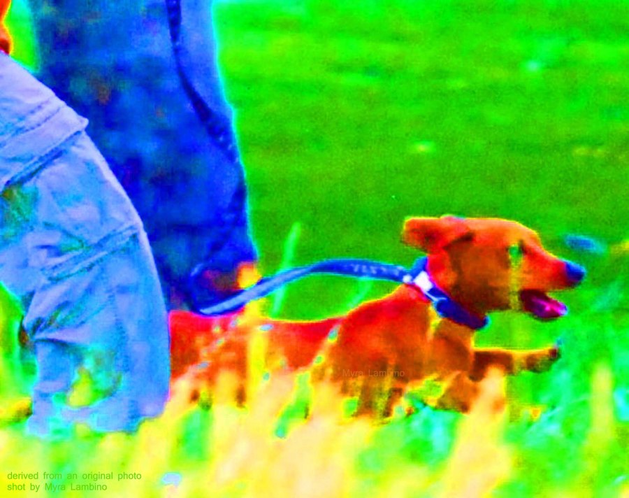 1.1Companion2013-05-11