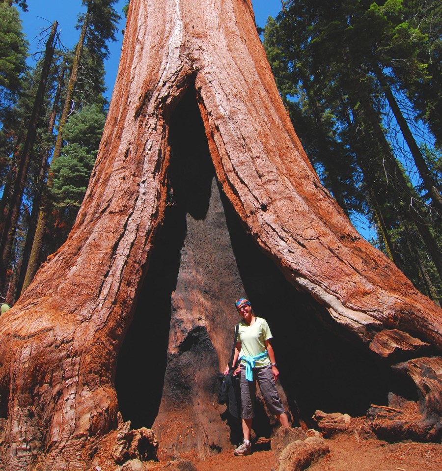 1gianttreeSEQUOIA