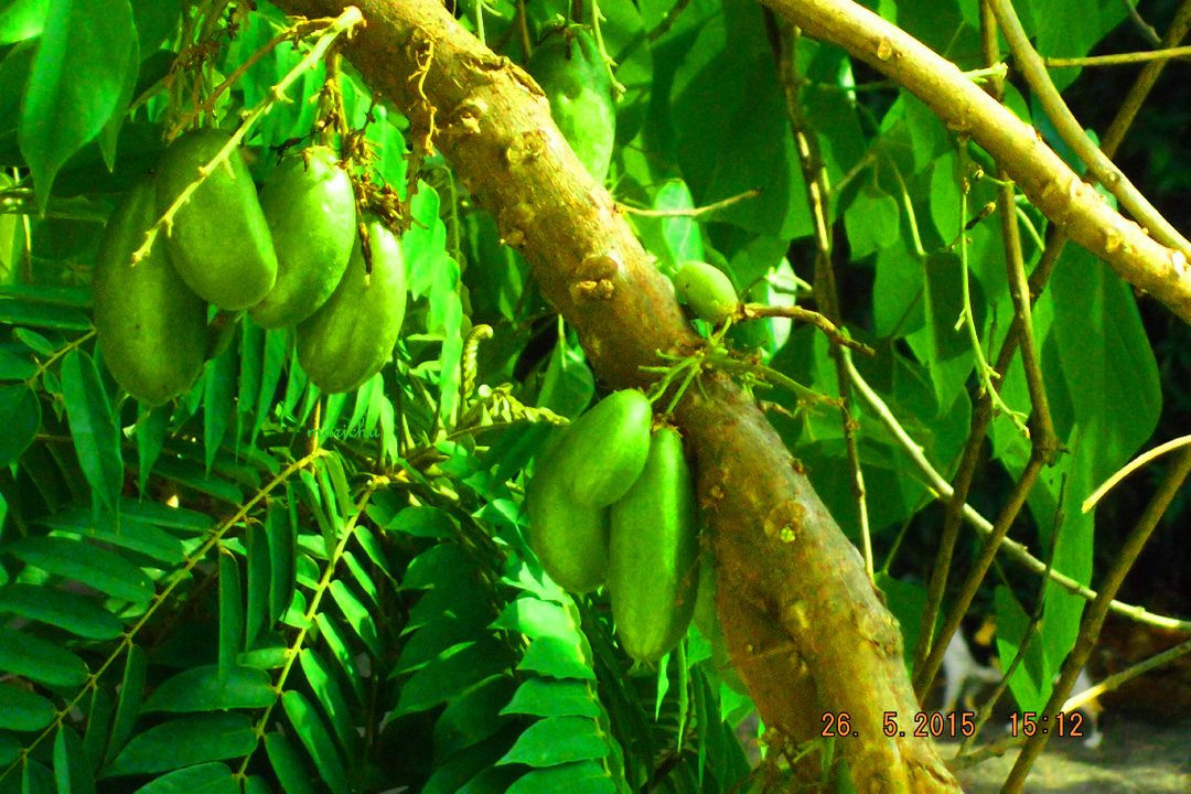 Mommy’s kamias trees, the sun 30 minutes ago. Seasons: Fruitful ...